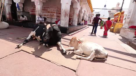 Bulls-sit-inside-the-campus-of-Baidyanath-Dham-temple-in-Deoghar,-Jharkhand