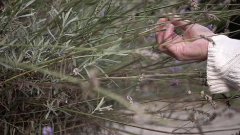 Hands-touching-lavender-flowers-medium-shot