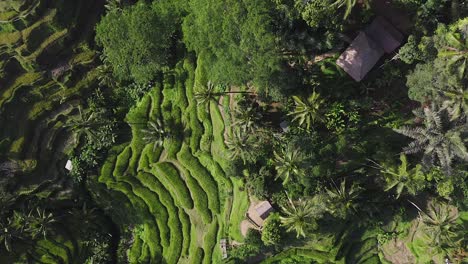 Hillside-Rice-paddies-at-Ubud,-an-Indonesian-town-on-the-island-of-Bali,-Top-down-aerial-view