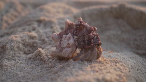 a-red-hermit-crab-is-walking-in-white-sand-on-a-beach-in-Indonesia