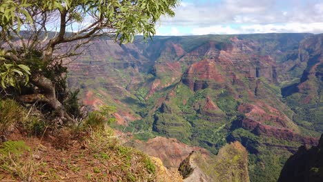 4K-Hawaii-Kauai-Boom-Von-Einem-Baum-Und-Rand-Des-Aussichtspunkts-Im-Linken-Vordergrund,-Um-Mehr-Von-Der-Waimea-Schlucht-Mit-Teilweise-Bewölktem-Himmel-Zu-Zeigen