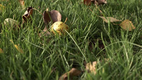 Wild-apples-fallen-onto-grass-low-close-up-shot