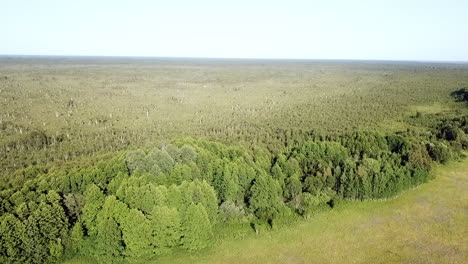 Campo-Verde-De-Bosque-Capturado-Por-Drones-En-Estonia