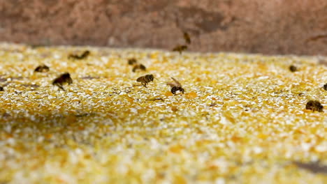 European-bee-collecting-corn-dust,-due-to-few-flowers-the-grain-dust-replaces-the-pollen