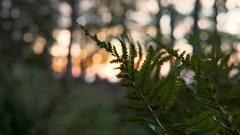 Grüne-Farnblätter-Wachsen-Im-Wald-Mit-Bokeh-Lichtern-Des-Sonnenaufgangs-Im-Hintergrund