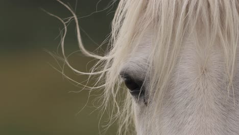 Gesicht-Eines-Welara-Ponys-Mit-Langer-Weißer-Mähne