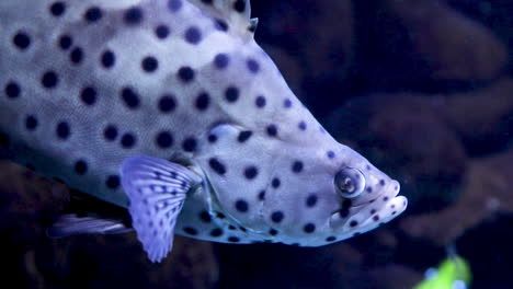 CLose-up-of-moray-fish-in-aquarium