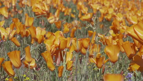 Las-Amapolas-Soplan-En-La-Brisa-Durante-La-Floración-Primaveral-En-Antelope-Valley,-California,-En-Cámara-Lenta