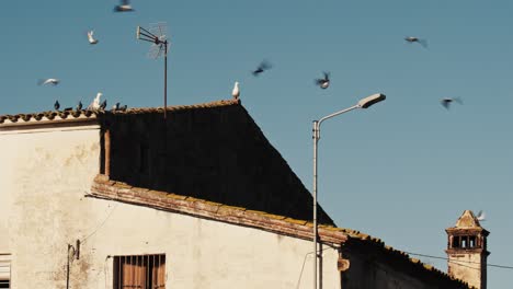 Ein-Vogelschwarm-Thront-Auf-Einem-Alten-Gebäude-Im-Traditionellen-Europäischen-Stil,-Bevor-Er-In-Den-Klaren-Blauen-Himmel-Fliegt
