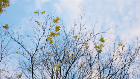 Bottom-up-skyward-shot-of-branches-with-yellow-autumn-leaves