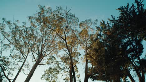 Low-angle-pan-shot-trees-with-a-beautiful-blue-sky