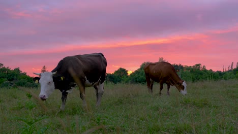 Cows-grazing-at-dusk-with-amazing-velvet-sky-background,-handheld
