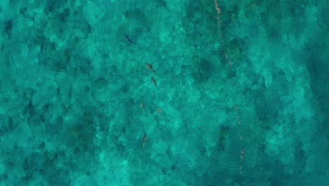 Schwarzspitzenhaie-Jagen-Thunfische-Auf-Dem-Türkisblauen-Meer-In-Fidschi-Mit-Korallenriff-Am-Meeresboden---Luftaufnahme
