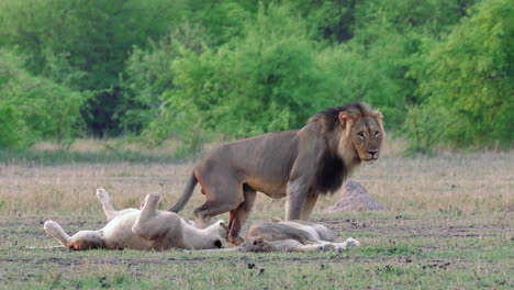 Adult-male-lion-urinates-and-marks-his-territory-next-to-two-lionesses-in-his-pride