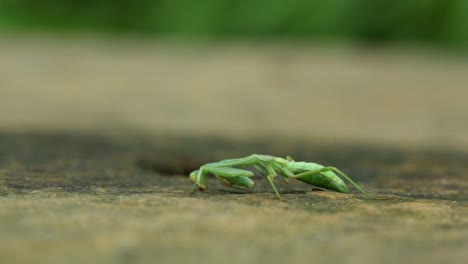Praying-mantis-eating-at-the-floor-and-people-walking-behind-it
