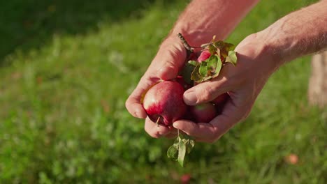 Farmer-show-handpicked-ripe-red-apples-in-his-hands,-close-up