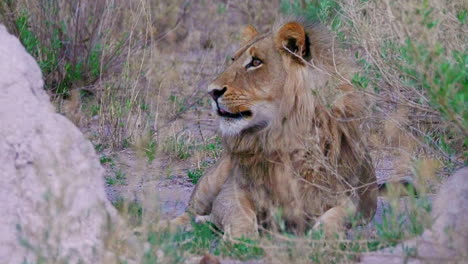 Ein-Müder,-Mähnenloser-Löwe-Liegt,-Während-Er-Sich-In-Der-Nxai-Pfanne,-Botswana,-Umschaut-–-Nahaufnahme