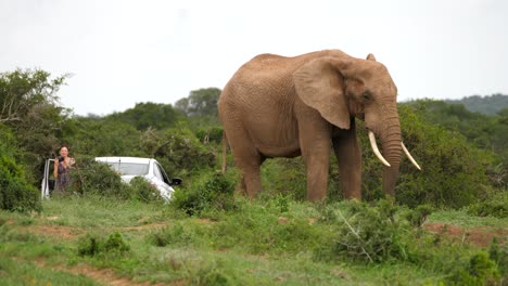 Elefante-Cerca-Del-Vehículo,-Turista-Femenina-Se-Baja-Para-Tomar-Una-Foto