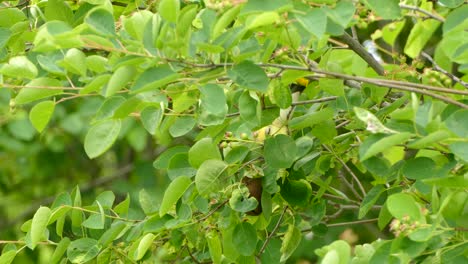 Kleiner-Bunter-Vogel,-Der-Zwischen-Blättern-Sitzt-Und-An-Einem-Bewölkten-Sommertag-In-Kanada-Nach-Kleinen-Insekten-Zum-Fressen-Sucht