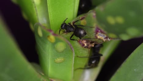Closeup-of-two-black-ants-feed-from-a-succulent-plant