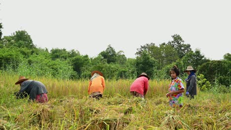 Harvesting-Rice-in-Ubon-Ratchathani,-Thailand