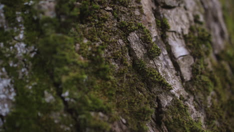 Close-up-pan-of-Moss-growing-on-the-bark-of-a-tree-trunk