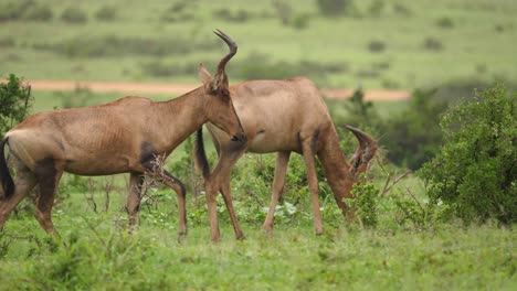 Pan-Right-with-Red-Hartebeest-walking-through-scrub-bush-wet-with-rain