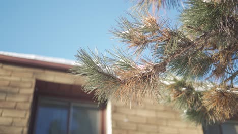 Pine-tree-needles-soft-focus-before-a-house-and-a-blue-sky