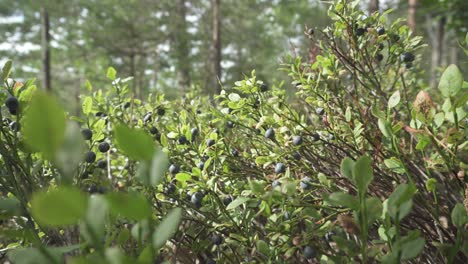 Wild-ripe-blueberries-growing-on-bush-in-forest,-rack-focus-dolly-slider