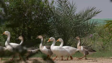 Group-Of-Common-Ducks-Walking-Along-Ground-Seen-Through-Plants