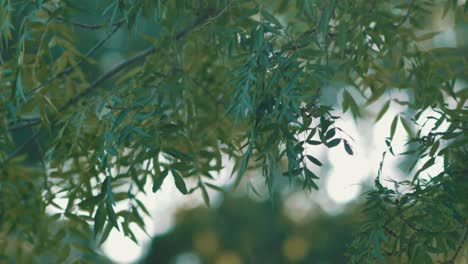 Flatternde-Blätter-Eines-Schönen-Grünen-Baumes