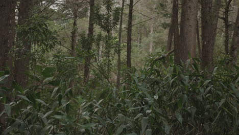 Kolumbianischer-Wald-Im-Departement-Antioquia
