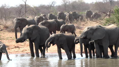 Una-Gran-Manada-De-Elefantes-Se-Acerca-A-Un-Abrevadero-En-África.