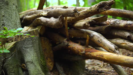 Ein-Holzhaufen-Wird-Auf-Dem-Boden-Neben-Der-Baumstammbasis-Im-Regenwald-Platziert