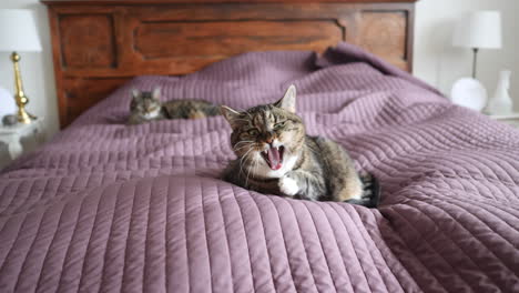 Katze-Ruht-Und-Gähnt-Auf-Dem-Bett