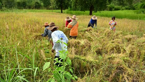Harvesting-Rice-in-Thailand