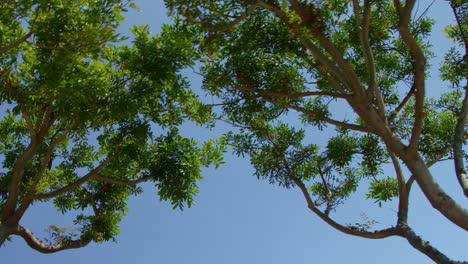 Slow-Motion-Driving-Under-Trees-Looking-Upward-at-Blue-Sky-on-Sunny-Clear-Day-in-Neighborhood