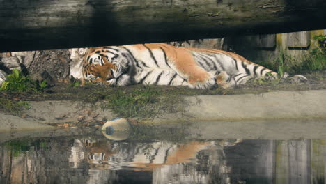 Tiger-asleep,-laying-at-a-reflecting-pond,-on-a-sunny-day---Static-shot---Tigris-noun