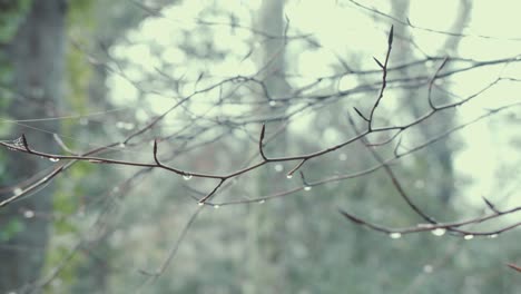 Branches-with-forest-holding-droplets-of-water-after-fresh-rainfall