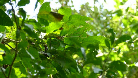 Pequeño-Pájaro-Verde-Apenas-Vislumbrado-Entre-Las-Hojas-Verdes-De-Un-árbol-En-Costa-Rica,-América-Central