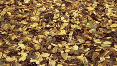 Wunderschöner-Waldboden,-Der-Im-Herbst-Mit-Trockenen-Blättern-Bedeckt-Ist