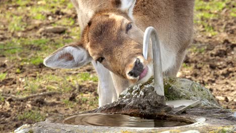 Close-up-shot-of-deer-drinking-water-from-faucet-outdoor-in-nature-countryside