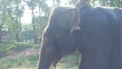 Domesticated-Sumatran-Elephant-Emerges-from-Glistening-Water-in-Slow-Motion,-Ridden-by-Mahout-Trainer-after-Bath