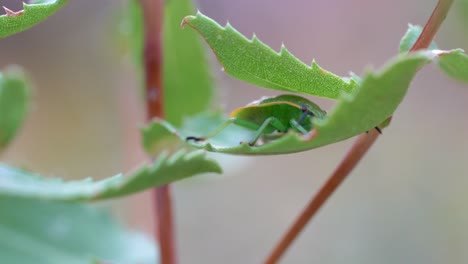 Vista-De-Cerca-De-Un-Insecto-Apestoso-Verde