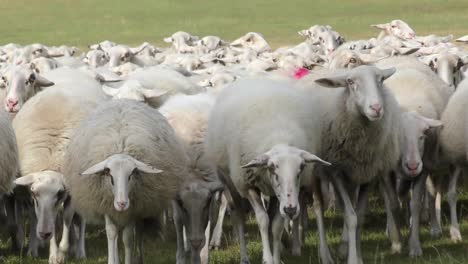 Flock-of-white-sheeps-walking-on-a-green-meadow-straight-to-the-camera-at-the-Dutch-Veluwe
