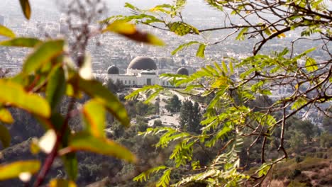 Static-view-of-Griffith-Observatory,-framed-around-trees-and-leaves,-daytime-in-Los-Angeles