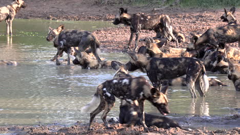 Ein-Großes-Rudel-Afrikanischer-Wildhunde,-Die-Sich-Gemeinsam-In-Einer-Kleinen-Pfanne-In-Afrika-Ausruhen-Und-Abkühlen