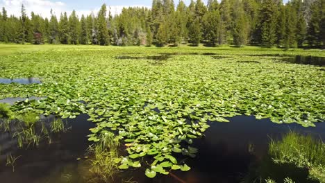 A-panning-view-of-a-lake-filled-with-water-lilly-pads-in-Bighorn-National-Forest,-Wyoming,-on-a-summer-day