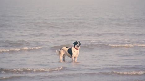 Ein-Junger-Streunender-Hund,-Der-In-Kleinen-Wellen-Am-Strand-Von-Mumbai-Steht-Und-Seinen-Besitzer-Zum-Spielen-Und-Genießen-Der-Ferien-Ansieht