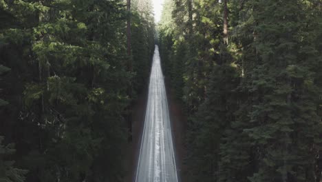Aerial-of-a-long-straight-road-through-a-lush-and-dense-evergreen-forest